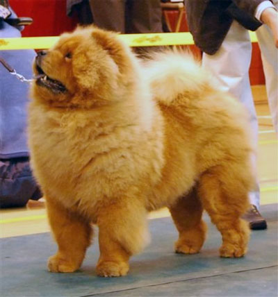 North Eastern Chow Chow Club