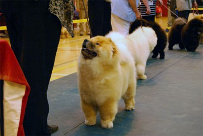 North Eastern Chow Chow Club