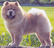 North Eastern Chow Chow Club