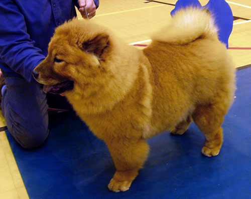 North Eastern Chow Chow Club