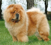 North Eastern Chow Chow Club