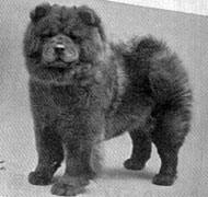 North Eastern Chow Chow Club