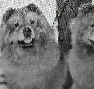 North Eastern Chow Chow Club