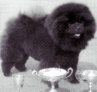 North Eastern Chow Chow Club