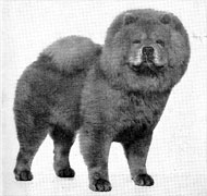 North Eastern Chow Chow Club