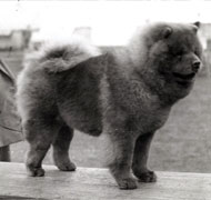 North Eastern Chow Chow Club