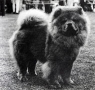 North Eastern Chow Chow Club