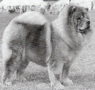 North Eastern Chow Chow Club