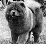 North Eastern Chow Chow Club