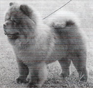 North Eastern Chow Chow Club