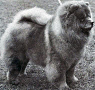 North Eastern Chow Chow Club