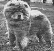 North Eastern Chow Chow Club