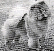 North Eastern Chow Chow Club