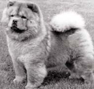 North Eastern Chow Chow Club