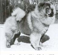 North Eastern Chow Chow Club