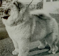 North Eastern Chow Chow Club