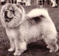 North Eastern Chow Chow Club