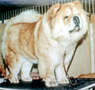 North Eastern Chow Chow Club