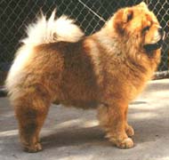 North Eastern Chow Chow Club