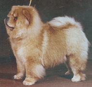 North Eastern Chow Chow Club