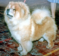 North Eastern Chow Chow Club