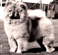 North Eastern Chow Chow Club