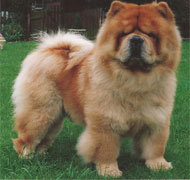 North Eastern Chow Chow Club