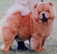 North Eastern Chow Chow Club