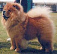 North Eastern Chow Chow Club