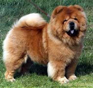 North Eastern Chow Chow Club