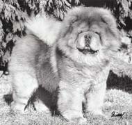 North Eastern Chow Chow Club