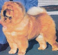 North Eastern Chow Chow Club