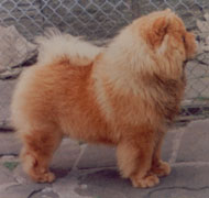 North Eastern Chow Chow Club