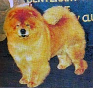 North Eastern Chow Chow Club