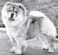 North Eastern Chow Chow Club