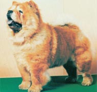 North Eastern Chow Chow Club