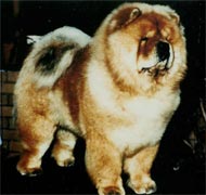 North Eastern Chow Chow Club