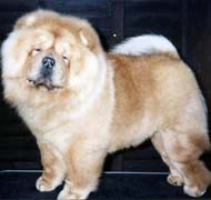 North Eastern Chow Chow Club