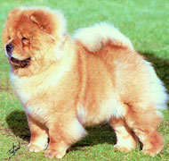 North Eastern Chow Chow Club