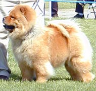 North Eastern Chow Chow Club