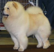 North Eastern Chow Chow Club