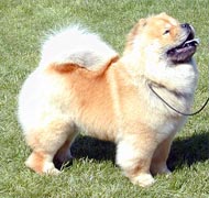 North Eastern Chow Chow Club