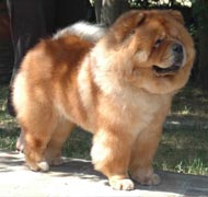 North Eastern Chow Chow Club