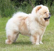 North Eastern Chow Chow Club