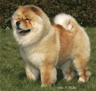 North Eastern Chow Chow Club