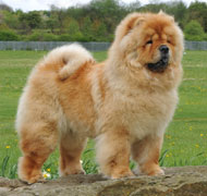 North Eastern Chow Chow Club