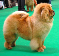 North Eastern Chow Chow Club