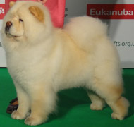 North Eastern Chow Chow Club