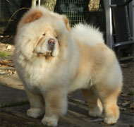 North Eastern Chow Chow Club