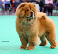 North Eastern Chow Chow Club